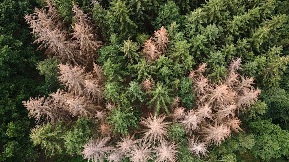 Vor allem im Harz, im Bergischen Land und in Thüringen ist der Waldrückgang besonders groß. (Archivbild) / Foto: Sebastian Kahnert/dpa-Zentralbild/dpa