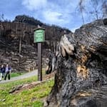 Eine neue Wanderroute verbindet künftig zwei Nationalparks und zwei Länder. (Archivbild) / Foto: Robert Michael/dpa