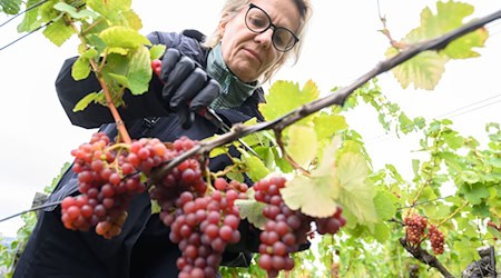 The grape harvest is currently in full swing in Saxony / Photo: Robert Michael/dpa