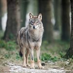 Wolf ins Jagdrecht? Sachsen fordert vom Bund eine rasche Umsetzung. (Archivbild) / Foto: Bernd Thissen/dpa
