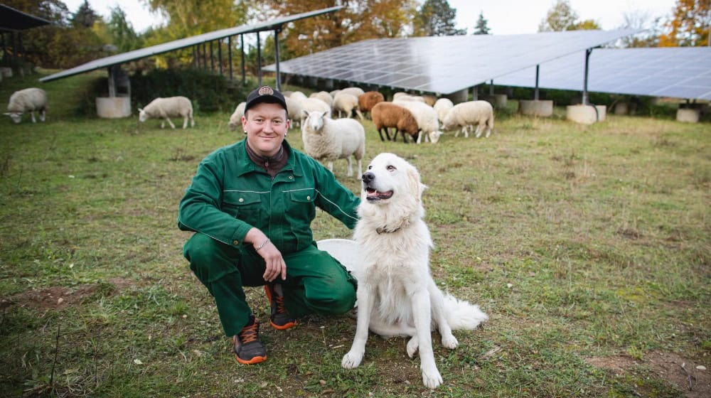 Schäfer Robert Hoffmann mit Hund und Schafen an den Solarmodulen. Foto: Stadtwerke Riesa Schäfer Robert Hoffmann mit Hund und Schafen an den Solarmodulen. Foto: Stadtwerke Riesa