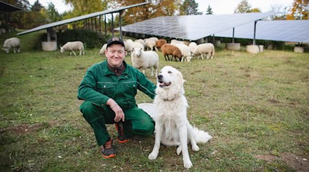 Schäfer Robert Hoffmann mit Hund und Schafen an den Solarmodulen. Foto: Stadtwerke Riesa Schäfer Robert Hoffmann mit Hund und Schafen an den Solarmodulen. Foto: Stadtwerke Riesa