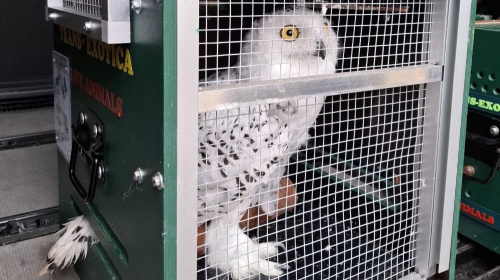 Die letzte Schneeeule bereit zur Abfahrt. Foto: Tierpark Riesa