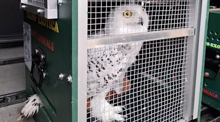 Die letzte Schneeeule bereit zur Abfahrt. Foto: Tierpark Riesa