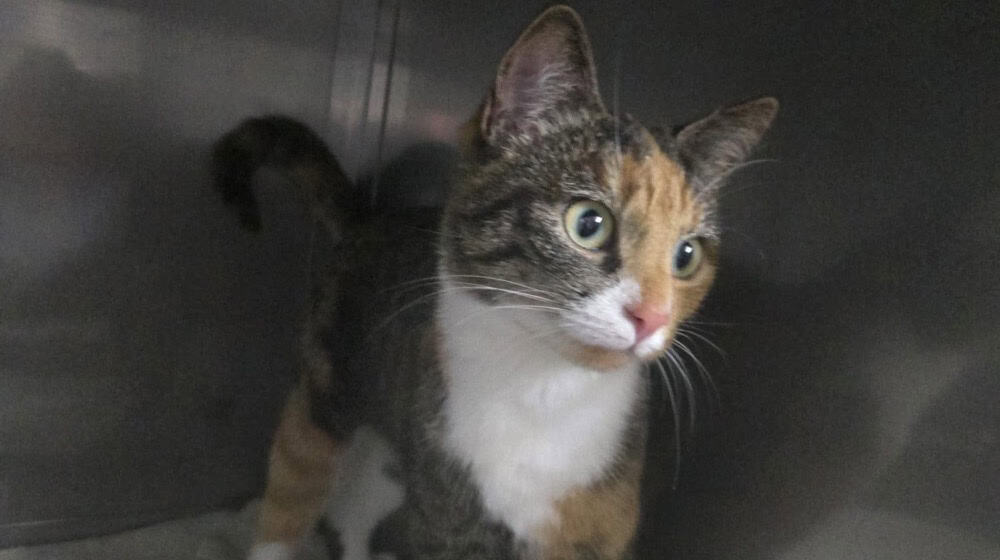 Eine der vier gefundenen Katzen. Foto: privat