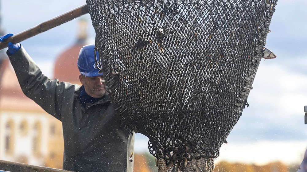 Las tiradas de pescado, conocidas como "Abfischen", son uno de los platos fuertes de la Fiesta del Pescado y del Bosque de Moritzburg / Foto: Daniel Wagner/dpa