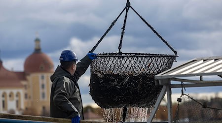 The fish and forest festival came to an end on Sunday in mixed weather.  / Photo: Daniel Wagner/dpa The fish and forest festival came to an end on Sunday in mixed weather.  / Photo: Daniel Wagner/dpa