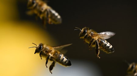 Etwa 245.000 Bienen sind nun ohne Königin und werden vermutlich auch sterben. (Symbolbild) / Foto: Arne Dedert/dpa