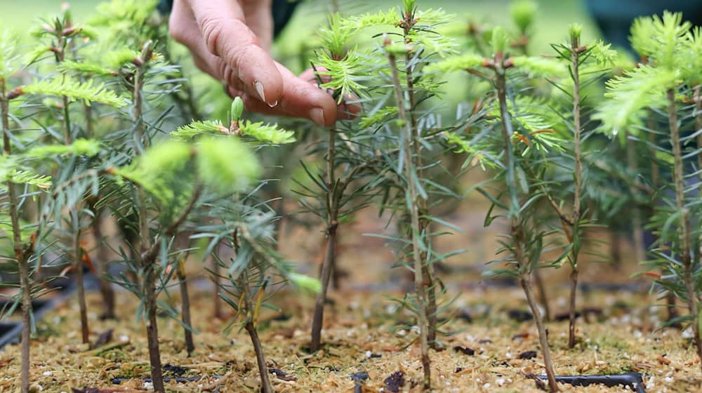 2,000 silver fir trees are to be planted in Saxon Switzerland this week. (Archive photo) / Photo: Jan Woitas/dpa-Zentralbild/dpa