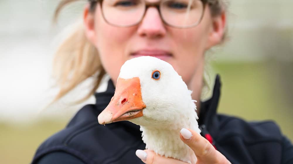 Regina Gebhardt from the Eskildsen goose farm holds a breeding goose in her arms / Photo: Robert Michael/dpa