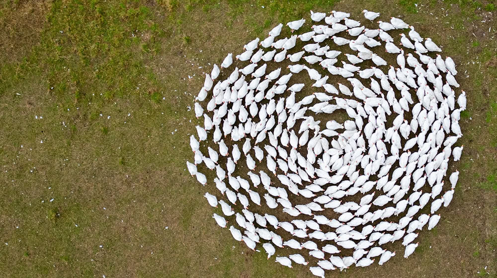 Husacy plahowar ekildsen wupraja so za šćěpjenje přećiwo ptačej gripje. (Archivbild) / Foto: Robert Michael/dpa