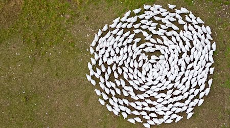 Husacy plahowar ekildsen wupraja so za šćěpjenje přećiwo ptačej gripje. (Archivbild) / Foto: Robert Michael/dpa Husacy plahowar ekildsen wupraja so za šćěpjenje přećiwo ptačej gripje. (Archivbild) / Foto: Robert Michael/dpa