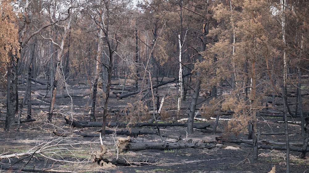 Der Waldbrand in der Gohrischheide zerstörte weite Fläche des Naturschutzgebiets. (Archivbild) / Foto: Sebastian Kahnert/dpa