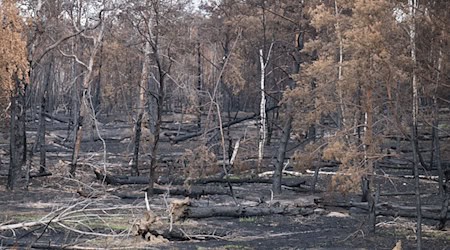 Der Waldbrand in der Gohrischheide zerstörte weite Fläche des Naturschutzgebiets. (Archivbild) / Foto: Sebastian Kahnert/dpa