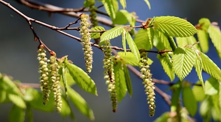 Symbolbild Hainbuchen / pixabay Nennieinszweidrei