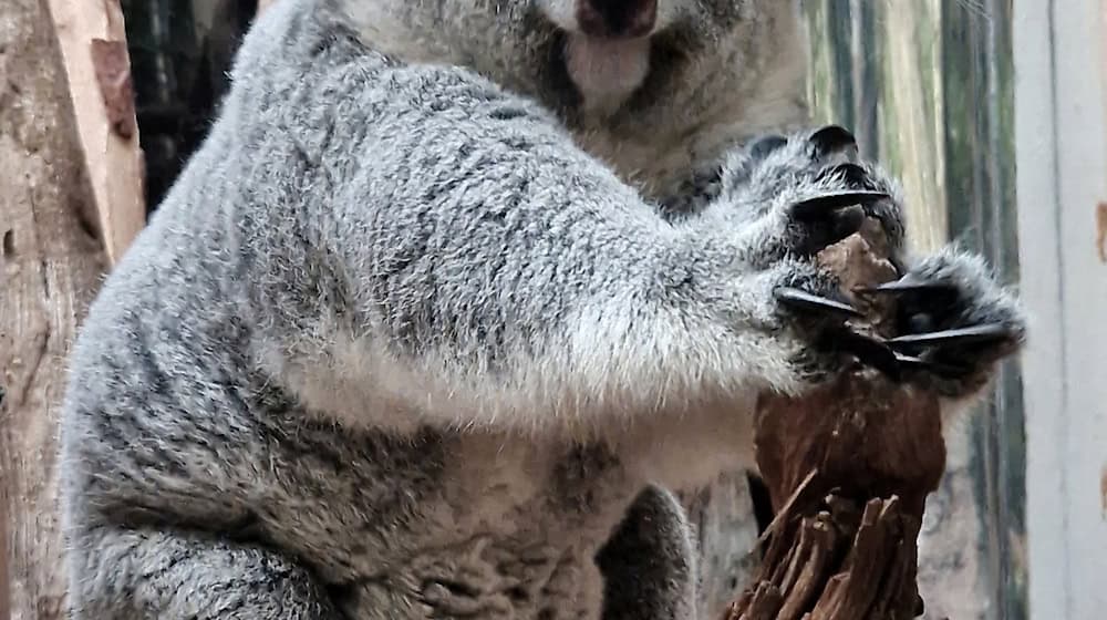 Los koalas tuvieron crías por última vez en 2020. / Foto: -/Zoo Leipzig/dpa