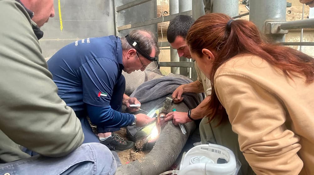 Un equipo internacional de expertos acudió a Leipzig para tratar un colmillo roto / Foto: Zoo Leipzig/dpa