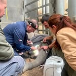 Für die Behandlung eines abgebrochenen Stoßzahnes kam ein internationales Expertenteam nach Leipzig. / Foto: Zoo Leipzig/dpa