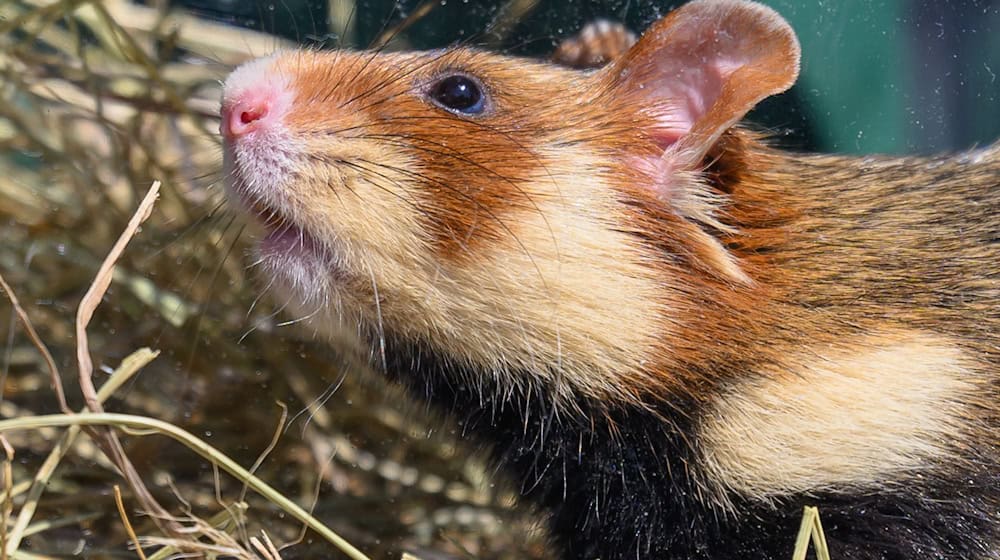 At the annual meeting of volunteer conservationists this weekend in Neschwitz, the focus will be on the European hamster. (Archive photo) / Photo: Hendrik Schmidt/dpa