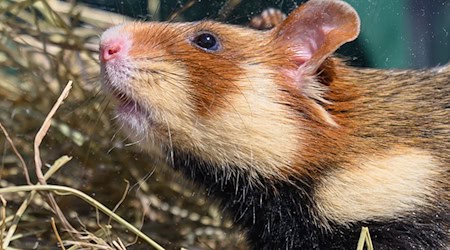 At the annual meeting of volunteer conservationists this weekend in Neschwitz, the focus will be on the European hamster. (Archive photo) / Photo: Hendrik Schmidt/dpa
