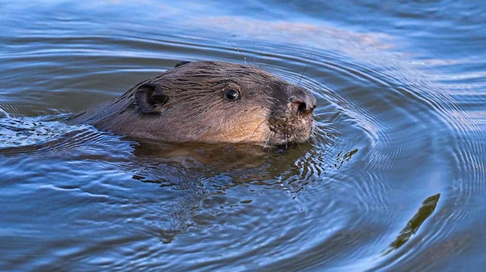 In Upper Lusatia, beavers may be shot for the first time - as a last resort. (Archive image) / Photo: Patrick Pleul/dpa