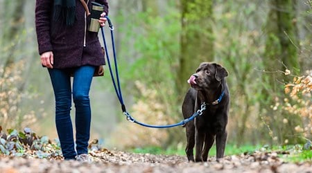 Vielerorts in Sachsen wird die Hundesteuer immer teurer. (Archivbild) / Foto: Christophe Gateau/dpa