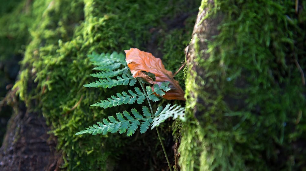 Saxon Switzerland is considered a paradise for moss species. (Archive image) / Photo: picture alliance / Arno Burgi/dpa-Zentralbild/dpa