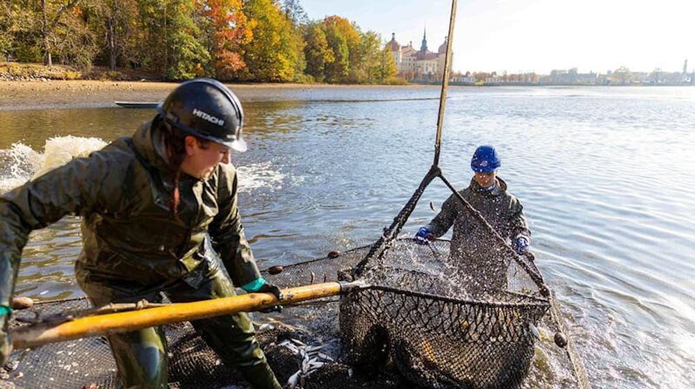 Ende Oktober lädt Moritzburg zum alljährlichen Fisch- und Waldfest ein. Foto: Kulturlandschaft Moritzburg