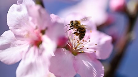 Eine neue Ausstellung in Dresden widmet sich der Welt der Insekten. (Illustration) / Foto: Uwe Anspach/dpa Eine neue Ausstellung in Dresden widmet sich der Welt der Insekten. (Illustration) / Foto: Uwe Anspach/dpa