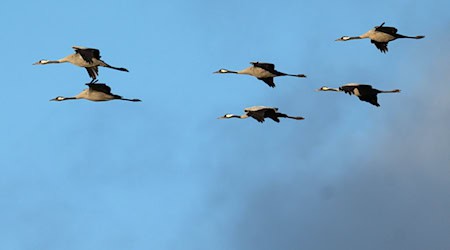 There have only been suspected cases of bird flu in Saxony so far. (Archive image) / Photo: Sina Schuldt/dpa There have only been suspected cases of bird flu in Saxony so far. (Archive image) / Photo: Sina Schuldt/dpa