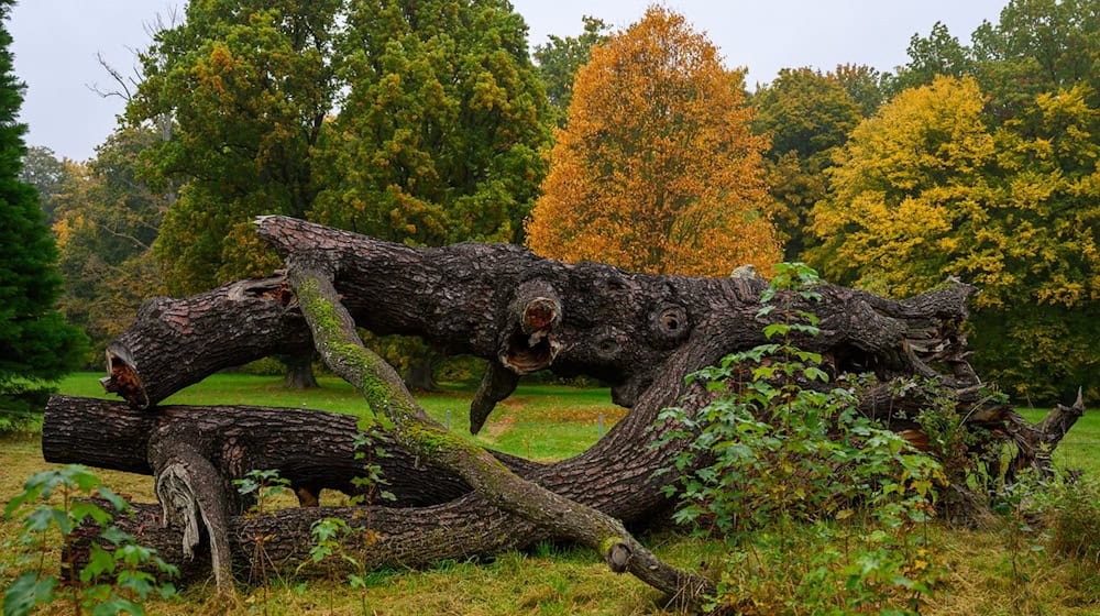 El parque del castillo de Wechselburg se mantendrá este fin de semana en el Seminario de Parques de Sajonia. / Foto: Hendrik Schmidt/dpa