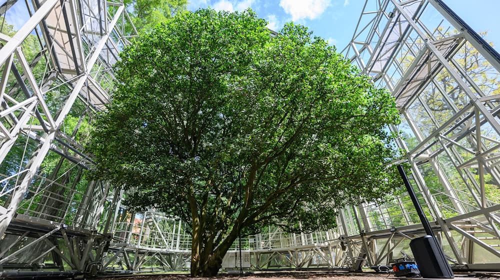 The camellia last left the greenhouse in May 2025 (archive photo). / Photo: Robert Michael/dpa