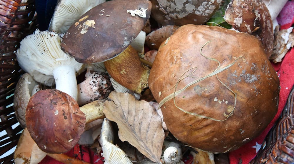 Mushroom consultants hope that more mushrooms will sprout from the ground in late fall. (Archive image) / Photo: Waltraud Grubitzsch/dpa-Zentralbild/dpa
