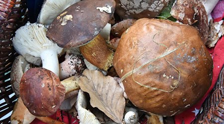 Mushroom consultants hope that more mushrooms will sprout from the ground in late fall. (Archive image) / Photo: Waltraud Grubitzsch/dpa-Zentralbild/dpa