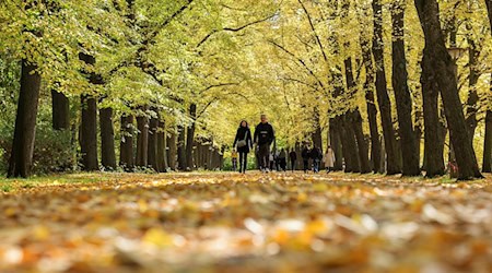 Während bundesweit ein zu warmer Oktober gemessen wurde, blieb Sachsen als einziges Bundesland kühler als üblich. (Archivbild) / Foto: Jan Woitas/dpa