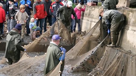 Schaufischen in Koselitz. Foto: Teichwirtschaft 