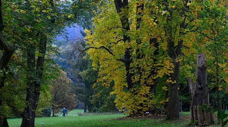 Der Schlosspark Wechselburg soll über ein Förderprogramm mit Hilfe des Bundes für den Klimawandel fit gemacht werden.  / Foto: Hendrik Schmidt/dpa
