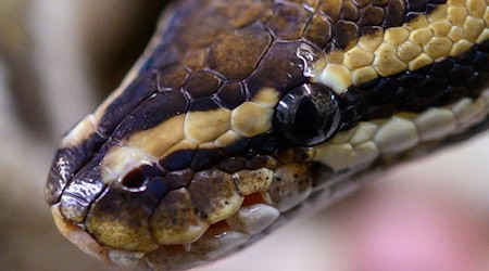 Una serpiente muerta -probablemente una pitón real- ha sido encontrada por unos senderistas cerca de Zwickau. (Imagen simbólica) / Foto: Christophe Gateau/dpa Una serpiente muerta -probablemente una pitón real- ha sido encontrada por unos senderistas cerca de Zwickau. (Imagen simbólica) / Foto: Christophe Gateau/dpa