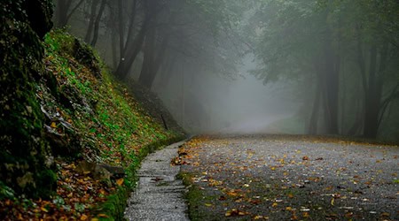 Symbolbild Wald / pixabay Enrico-b