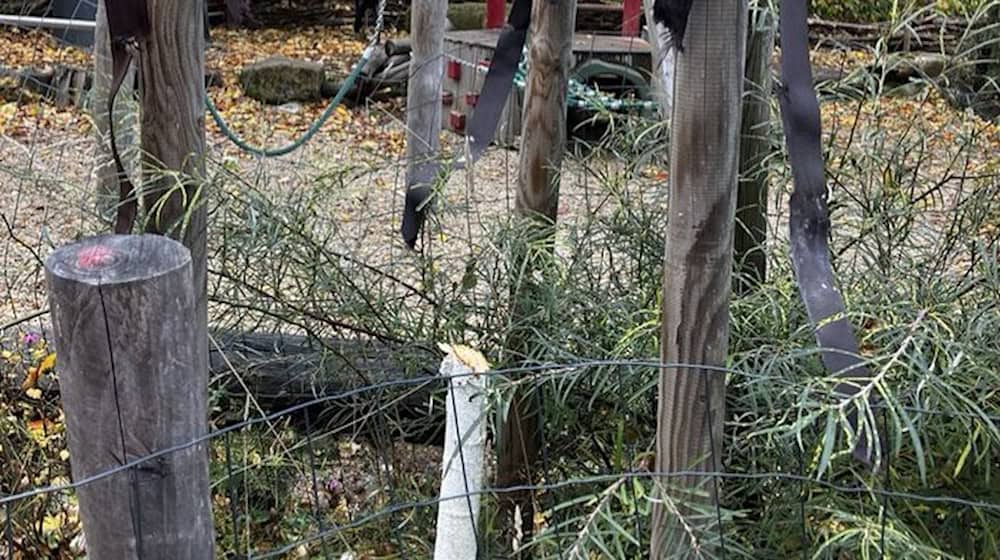 Eine der beiden gekappten jungen Birken im Südpark. Foto: Landeshauptstadt Dresden Eine der beiden gekappten jungen Birken im Südpark. Foto: Landeshauptstadt Dresden