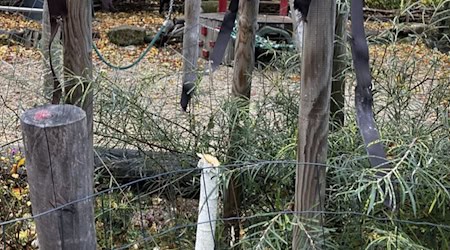 Eine der beiden gekappten jungen Birken im Südpark. Foto: Landeshauptstadt Dresden Eine der beiden gekappten jungen Birken im Südpark. Foto: Landeshauptstadt Dresden