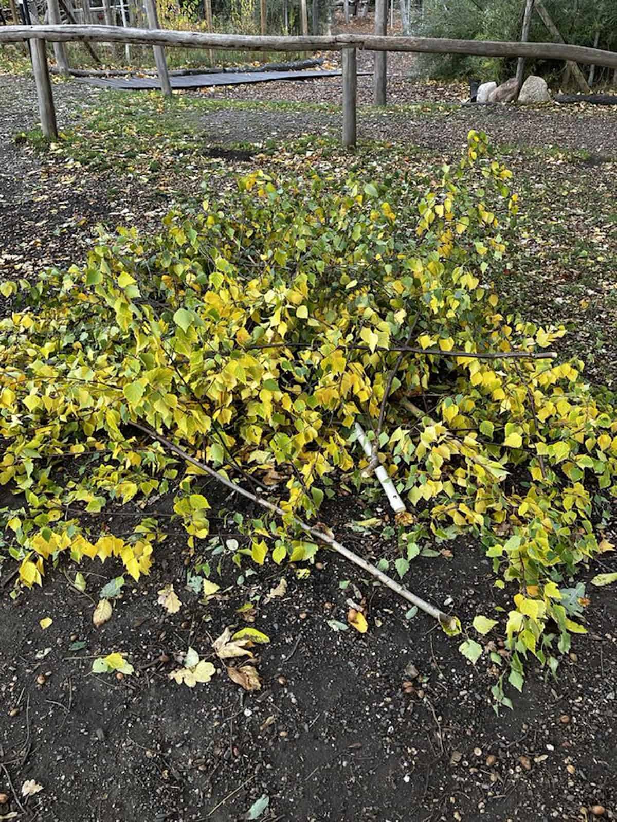 Die abgesägten Baumkronen der Jungbirken. Die abgesägten Baumkronen der Jungbirken.