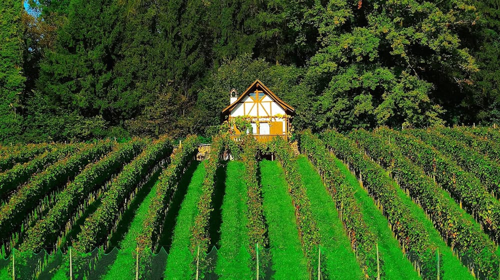 Symbolbild Meißner Winzer / pixabay 422737
