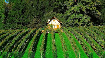 Symbolbild Meißner Winzer / pixabay 422737