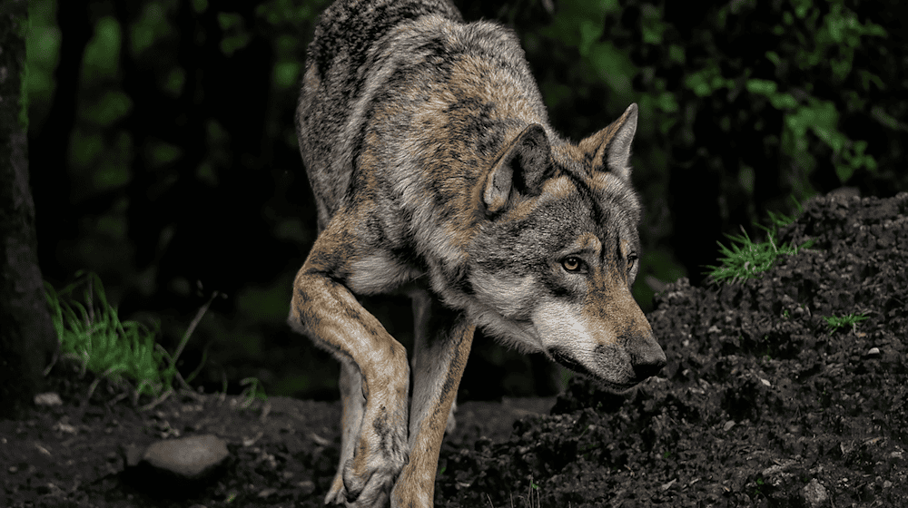Symbolbild Wolf / pixabay ambquinn
