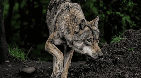 Symbolbild Wolf / pixabay ambquinn