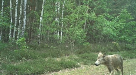 Der gesichtete Wolf bei Elsterheide. Foto: Landesamt für Umwelt