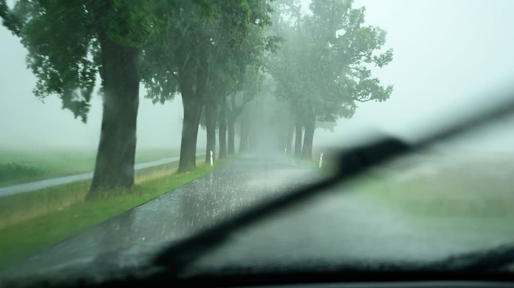 Seit 30 Jahren gibt es eine Statistik bei den Versicherern zu Unfällen an Straßenbäumen. (Symbolbild) / Foto: Patrick Pleul/dpa Seit 30 Jahren gibt es eine Statistik bei den Versicherern zu Unfällen an Straßenbäumen. (Symbolbild) / Foto: Patrick Pleul/dpa