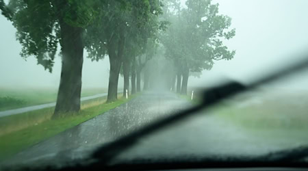 Seit 30 Jahren gibt es eine Statistik bei den Versicherern zu Unfällen an Straßenbäumen. (Symbolbild) / Foto: Patrick Pleul/dpa Seit 30 Jahren gibt es eine Statistik bei den Versicherern zu Unfällen an Straßenbäumen. (Symbolbild) / Foto: Patrick Pleul/dpa