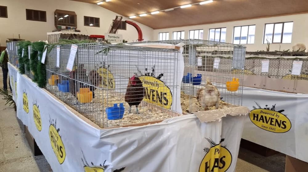 Die Rassegeflügelschau im Rittergut Ilkendorf. Foto: Christian Bartusch